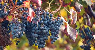 Unsung Grapes- Thursday 3rd September 2026 - 6.30pm