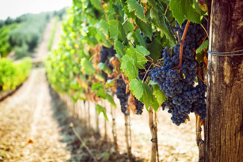 New World vs Old World Wines- Thursday 2nd July 2026 - 6.30pm