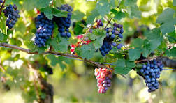 Noble Grapes Thursday 5th November 2026 - 6.30pm