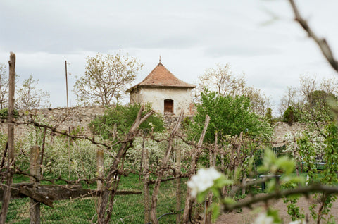 Bulgaria & Romania Wine Tasting - Thursday 8th January - 6.30pm